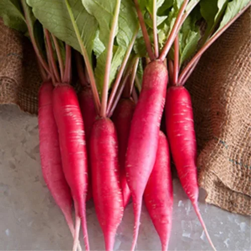 Vista 6 de Semillas de brotes de rábano y microgreens – Variedad de flecha roja – 1 libra – Sin OMG, reliquia – Brotes de rábano picantes de rápido crecimiento
