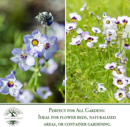 Vista 6 de Gilia Semillas de flores de ojo de pájaro para plantar, más de 2500 semillas de flores por paquete, semillas de jardín de Isla