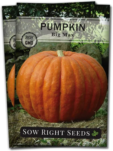 Vista 7 de Sow Right Seeds - Semillas de calabaza Big Max para plantar - Paquete de reliquia sin OMG con instrucciones para plantar un huerto casero - Variedad