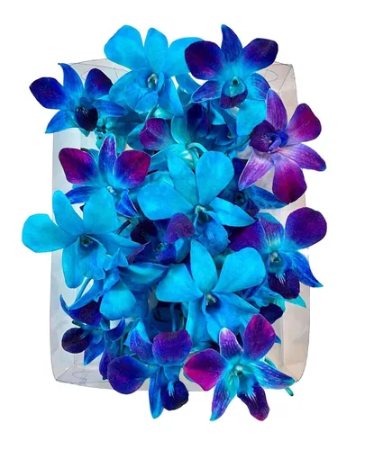 Vista 4 de Miami Fresh Orchid Flower OrchidClub USA Sunne Tropical Loose Bloom Head DIY Lei Food Drink Decor BLUE (50 AZUL BEBÉ)