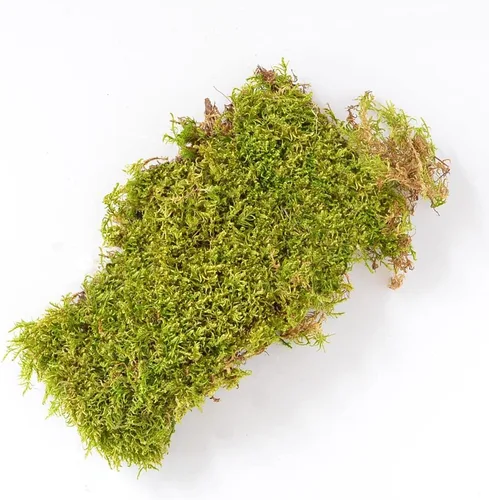 Vista 3 de Mosser Lee - Musgo natural verde en lámina, 325 pulgadas cuadradas, ML0460