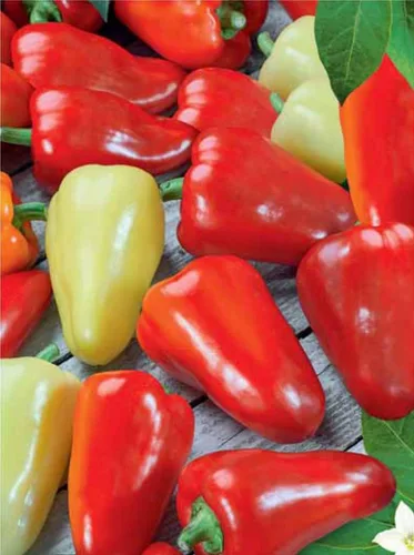 Vista 6 de Semillas de pimiento dulce blanco-rojo Belozerka Vegetal sin OMG para plantar