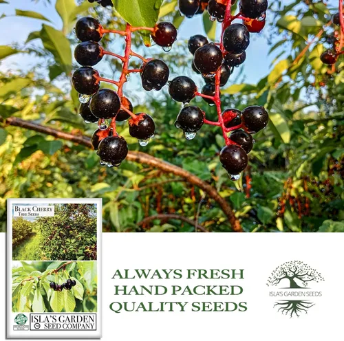 Vista 4 de Semillas de cerezo negro (Prunus serotina, cereza negra silvestre) – Más de 25 semillas sin OMG y reliquia, flores fragantes y frutas comestibles