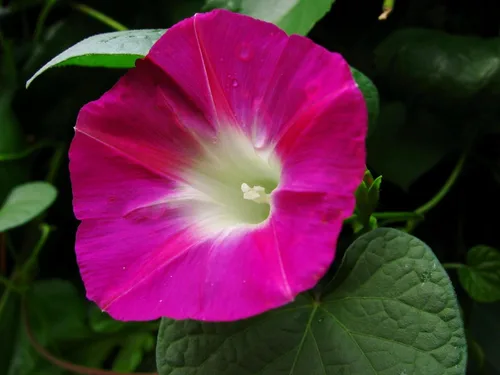 Vista 4 de Semillas Ruby Morning Glory Flores anuales para plantar