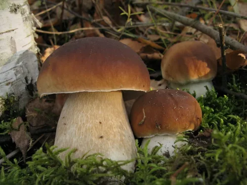 Vista 2 de Más de 100 Setas Porcini Boletus Mycelium Spawn Spawn Spawn Spores - Marrón Seta