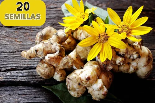 Vista 2 de 20 semillas de alcachofa de Jerusalén Sunchoke Sunroot Helianthus Tuberosus semillas de vegetales de raíz de girasol amarillo