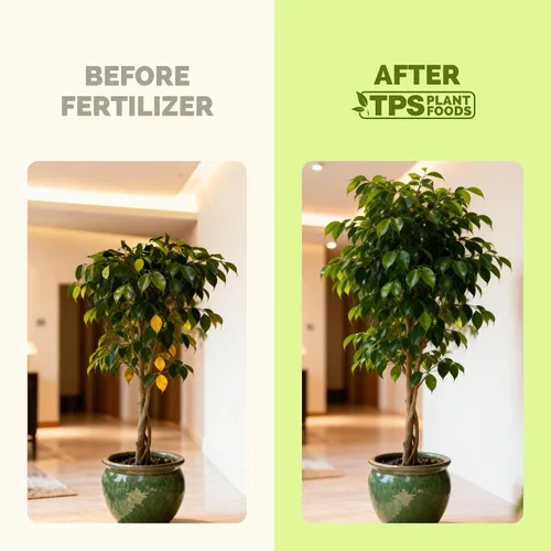 Vista 3 de Fertilizante Ficus Tree - Alimento líquido para plantas para un follaje exuberante, raíces más fuertes y un nuevo crecimiento saludable, 8 onzas