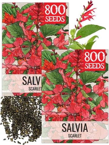 Vista 9 de Seed Needs Semillas de salvia de zafiro para plantar flores de salvia azul, 2 paquetes