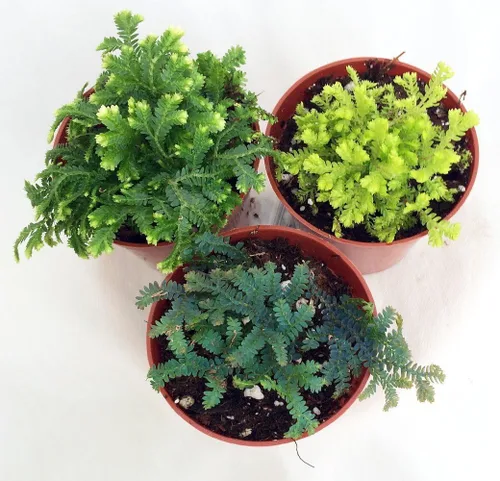Vista 2 de 3 plantas de musgo Club - Selaginella - Terrarios, jardines de hadas - Macetas de 2 pulgadas