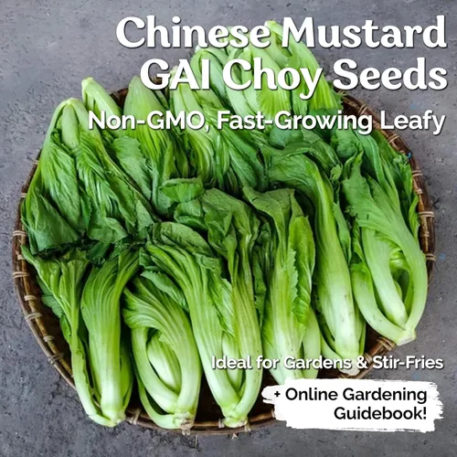 Vista 2 de KVITER 500 Semillas de Mostaza Oriental – Mostaza China, GAI Choy – Brassica Juncea – Semillas frescas orgánicas para plantar – Semillas vivas