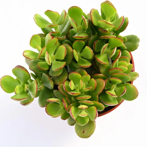Vista 4 de Planta suculenta de jade vivo – Crassula Ovata Jade Suculenta – Suculenta de jade totalmente arraigada de 4 pulgadas