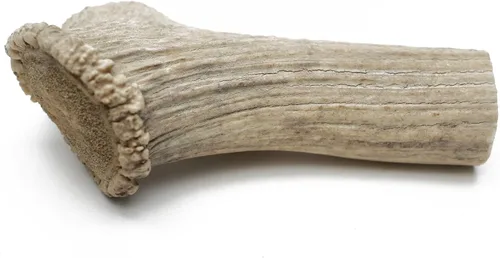 Vista 5 de QT Dog Medium Antlers - Masticable para perros 100% natural de larga duración, lleno de proteínas de origen ético y masticadores dentales bajos