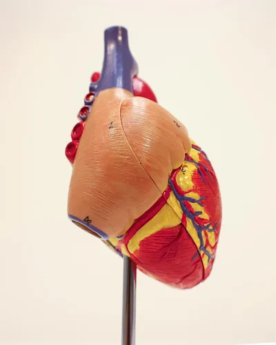 Vista 6 de Modelo de corazón humano de tamaño real de Axis Scientific, diseño magnético de 2 partes con 34 estructuras internas claramente rotuladas, montado