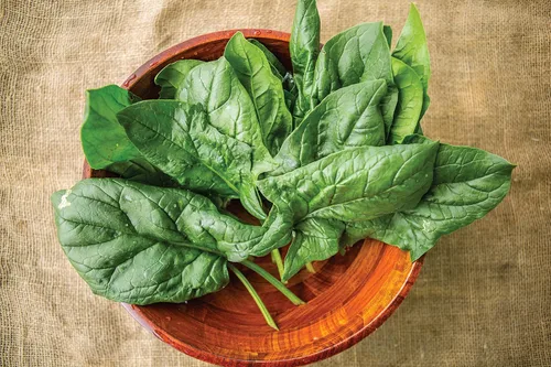 Vista 2 de Burpee A La Carte Hybrid Spinach Seeds 300 semillas