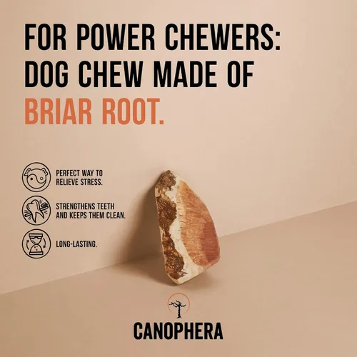 Vista 2 de Canophera Raíz masticable para perros, madera de brezo natural para dientes y encías saludables, tamaño pequeño