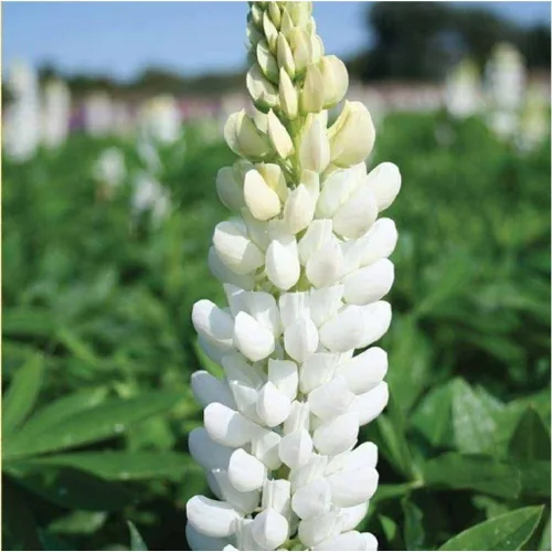 Vista 3 de Semillas Lupin Blanco (científicamente conocido: Lupinus Albus) Flores gigantes perennes para plantar