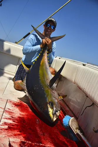 Vista 5 de Lobo Lures # 202 Bigeye - Cadena híbrida de margarita híbrida con diseño de atún de caramelo UV pelágico