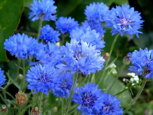 Vista 4 de 300 semillas de aciano azul para plantar botones de licenciatura, flor de Boutonniere sin OMG