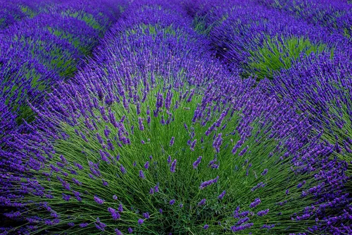 Vista 3 de Lata de lavanda de Provenza de capullos comestibles de cocina culinaria orgánica premium