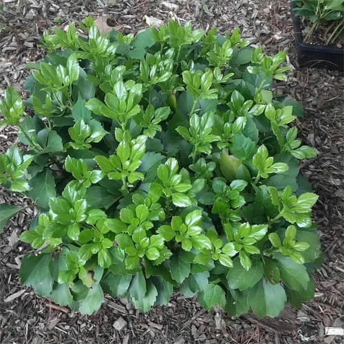 Vista 6 de KEILEOHO Paquete de 12 bandejas de malla de plástico, bandejas de germinación de semillas negras, bandeja de cultivo de microverdes con parte