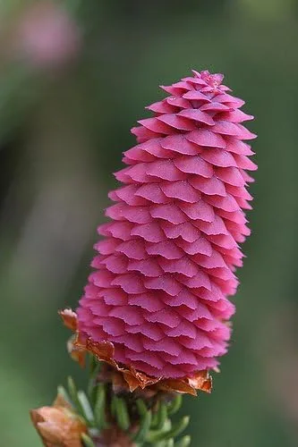 Vista 2 de Acrocona Norway Spruce 1 - Año Árbol vivo
