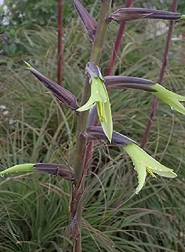 Vista 2 de Semillas exóticas de Aloe Puya Mirabilis - 15 semillas - Hecho en Estados Unidos