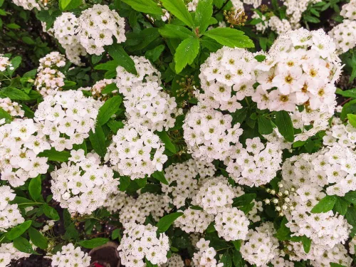 Vista 2 de PERFECT PLANTS Corona nupcial Spirea Planta viva, 1 galón, incluye guía de cuidado