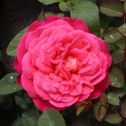 Vista 7 de Heirloom Roses Rose Plant - Star of The Nile™ Pink Rose Bush, planta viva arbusto para plantar al aire libre