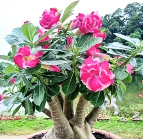 Vista 4 de Planta de Rosa del Desierto Rosa Pálido, Arbustos de Rosa del Desierto Adenium Bien Enraizadas, 10-18 cm de Altura, Plántula Suculenta en Floración
