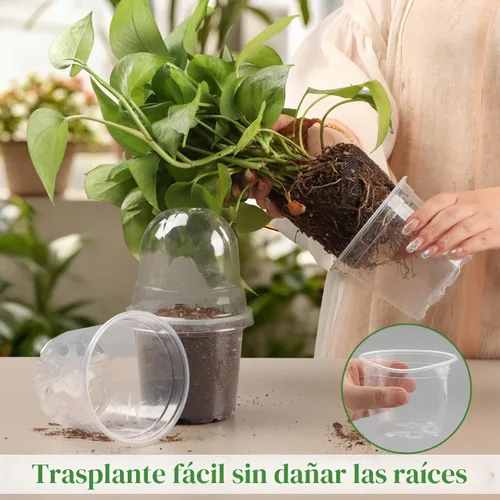 Vista 4 de RooTrimmer - Juego de 60 macetas transparentes para guardería con cúpulas de humedad, macetas de plástico de 4 pulgadas con agujeros de drenaje
