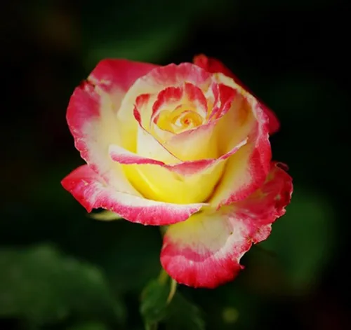Vista 4 de 100 piezas de semillas de rosas mixtas exuberantes flores perennes arbusto rosa semillas de flores reliquia