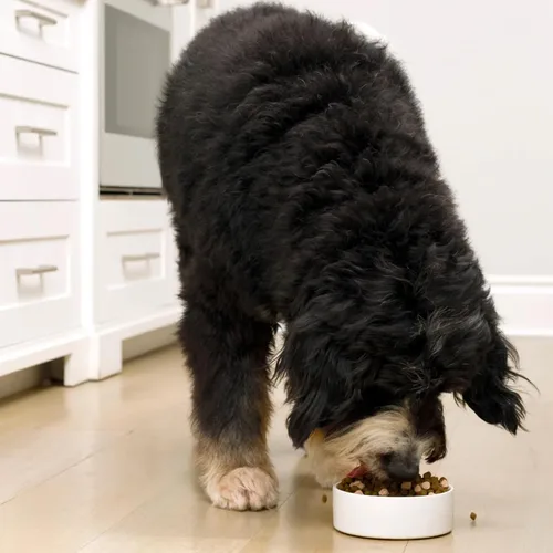 Vista 4 de Open Farm RawMix - Alimento seco para perros sin granos, croquetas de raza