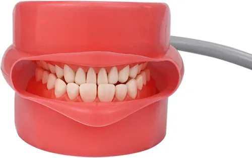 Vista 6 de NSKI Simulador Dental Nissin Manikin Phantom Head Dental Phantom Head Modelo Banco Soporte para Educación Dentista