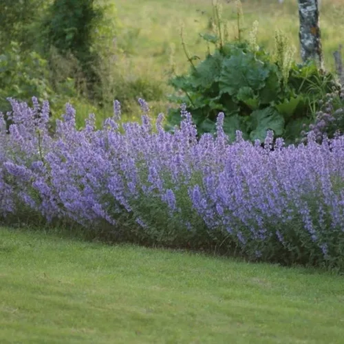 Vista 2 de Catmint Seeds- 'Blue Wonder'-(Nepeta Mussinii)-Compactas, tolerantes al calor, perenne (50 semillas)