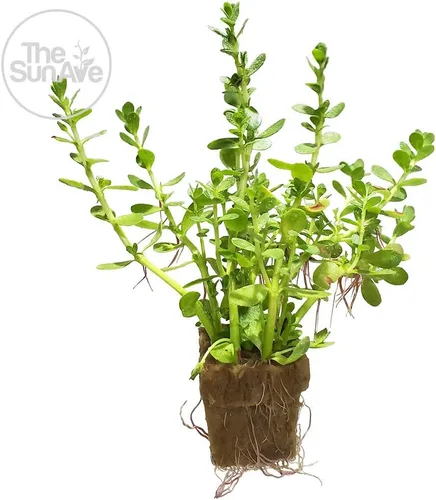 Vista 2 de Bacopa Monnieri - Planta de acuario vivo de agua dulce fácil con raíces (más de 7 tallos)