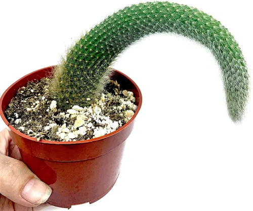 Vista 2 de Cactus de cola de mono de 4 pulgadas (Cleistocactus Colademonis) - Fácil de cultivar en interiores/exteriores, luz solar indirecta. Suelo bien