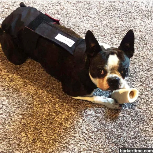 Vista 5 de Pañal negro para perro, XXL, con orificio para la cola, fabricado en Estados Unidos