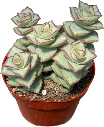 Vista 11 de Suculenta viva de 4 pulgadas "Baby Toes Fenestraria Rhopalophylla, plantas suculentas vivas completamente enraizadas, planta