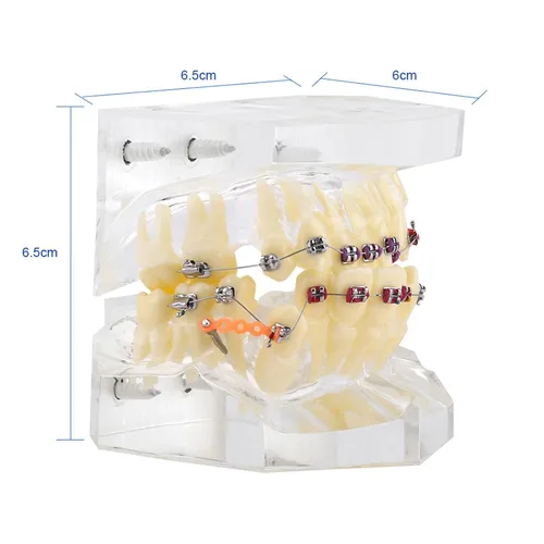 Vista 2 de Kits de cuidado bucal de demostración, modelo de dientes, herramientas de estudio con soporte de metal para enseñar herramientas de estudio