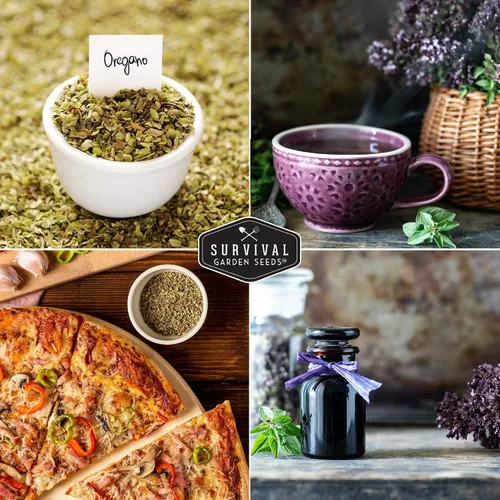 Vista 6 de Semillas de orégano para plantar – Hierba culinaria Origanum Vulgare para platos italianos – Cultiva en interiores o exteriores para un sabor fresco