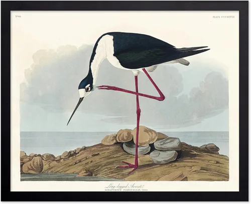 Vista 14 de Poster Master Póster vintage de James Audubon – Impresión retro de amargo americano – Arte de aves de América – Regalo para hombres, mujeres