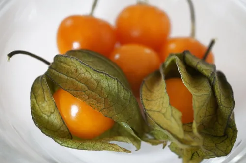 Vista 9 de Semillas Linterna China Señora Madonna Physalis Cabo Grosella Espinosa Naranja No GMO Heirloom