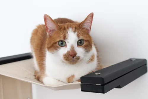 Vista 9 de CatastrophiCreations Play - Hamaca para gatos y centro de actividades de escalada - Árbol de gato montado en la pared