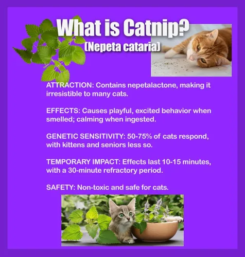 Vista 3 de Semillas de hierba gatera para plantar, más de 4400 hierbas, cultivo en interiores o exteriores, reliquia, sin OMG, a los gatos les encantan