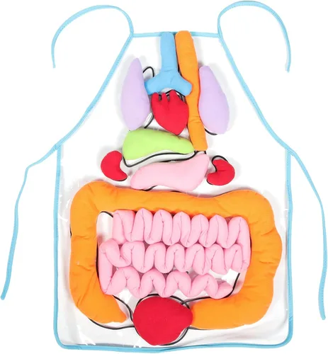 Vista 8 de VILLCASE Delantal de órgano humano 3D para enseñanza de niños, 12 órganos extraíbles, ayuda de enseñanza de poliéster suave, etiquetado y lavable