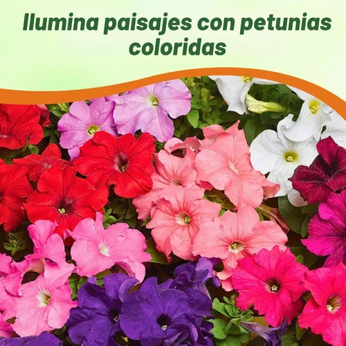 Vista 5 de Outsidepride Hybrida Mix Petunia Seeds - 5000 unidades. Semillas de flores anuales, compactas y versátiles para plantar flores vibrantes de bajo