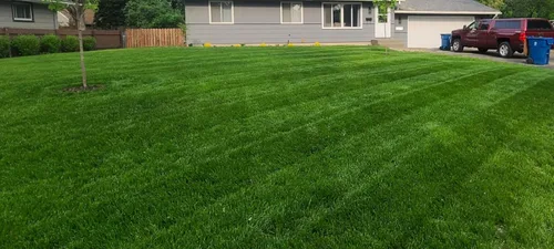 Vista 2 de Twin City Seed Co. Tuff Turf, mezcla de semillas de césped, 1 libra