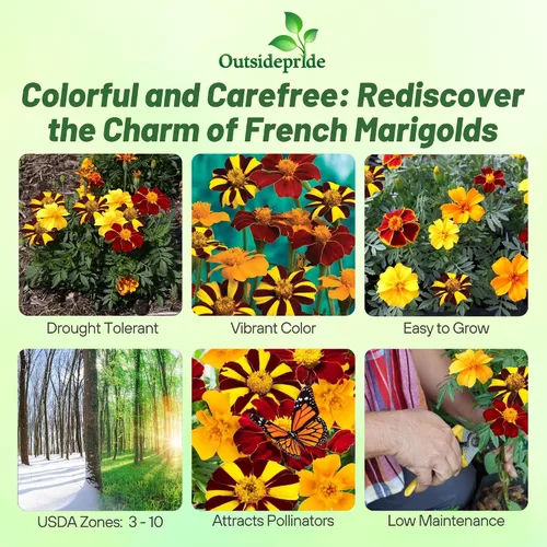 Vista 2 de Outsidepride Tagetes patula Ollas de Caléndula Francesa de Oro Semillas de Flores de Jardín - 100 Semillas