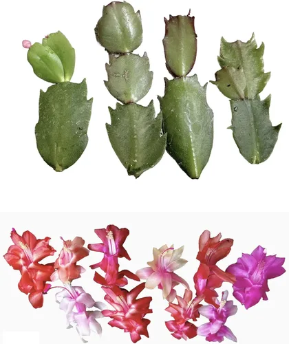 Vista 9 de Esquejes de plantas sin raíz de USKC (3 piezas Tradescantia Flumenisis 'Lavender' sin raíces)