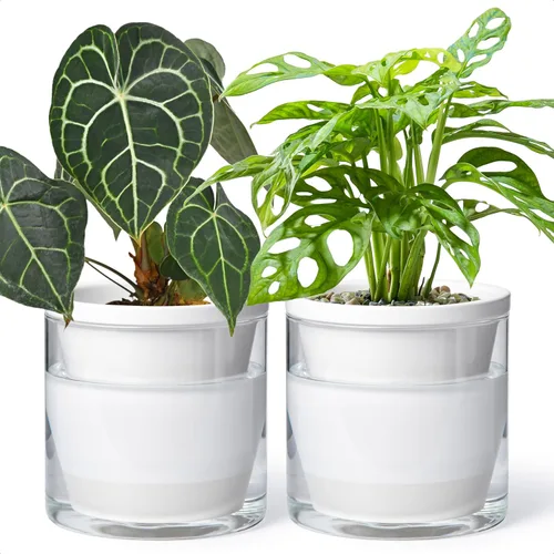 Vista 12 de D'vine Dev Maceta de Diseño de Riego Automático de 4 Pulgadas para Plantas de Interior, Maceta de Terracota Azul con Vaso Cilíndrico de Vidrio